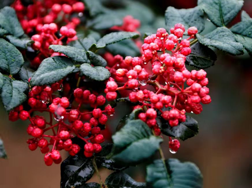 甘肅大紅袍花椒.jpg